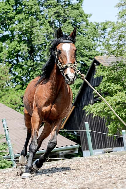 CAVALLO Natürliche Schiefe Natürliche Schiefe