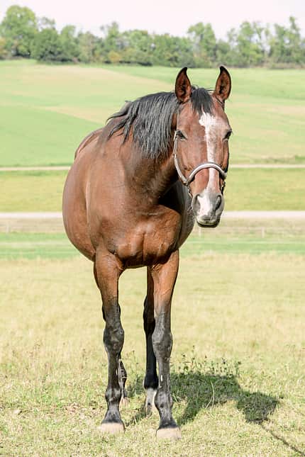 CAVALLO Natürliche Schiefe Natürliche Schiefe