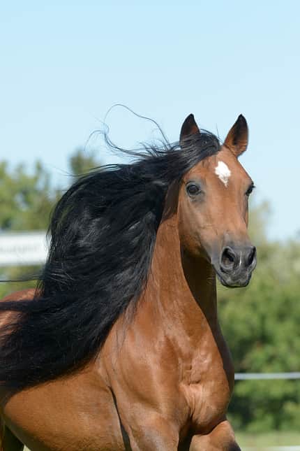 CAVALLO Geschlechter CAVALLO Geschlechter