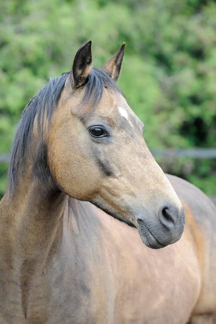 CAVALLO Geschlechter CAVALLO Geschlechter