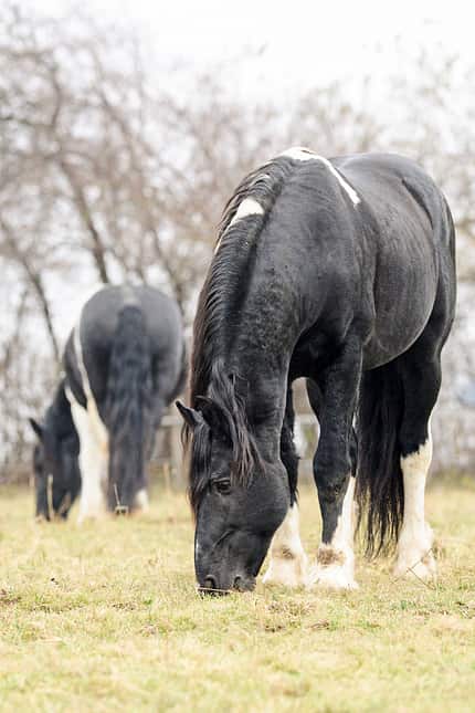 CAVALLO Hengste in der Herde Hengste in der Herde