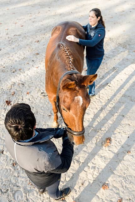 CAVALLO Dressur mit Osteo-Effekt Dressur mit Osteo-Effekt