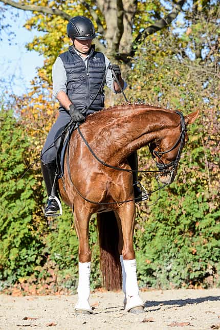 CAVALLO Dressur mit Osteo-Effekt Dressur mit Osteo-Effekt