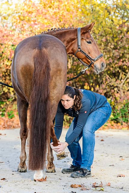 CAVALLO Dressur mit Osteo-Effekt Dressur mit Osteo-Effekt