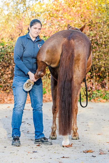 CAVALLO Dressur mit Osteo-Effekt Dressur mit Osteo-Effekt