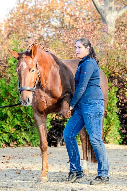 CAVALLO Dressur mit Osteo-Effekt Dressur mit Osteo-Effekt