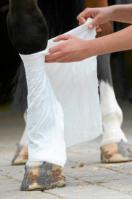 CAVALLO Angussverband anlegen Angussverband anlegen