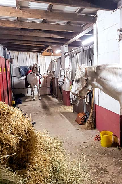 CAVALLO Spanische Zwillingshengste Spanische Zwillingshengste
