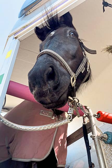 CAVALLO Mein erstes Dressurpferd Mein erstes Dressurpferd