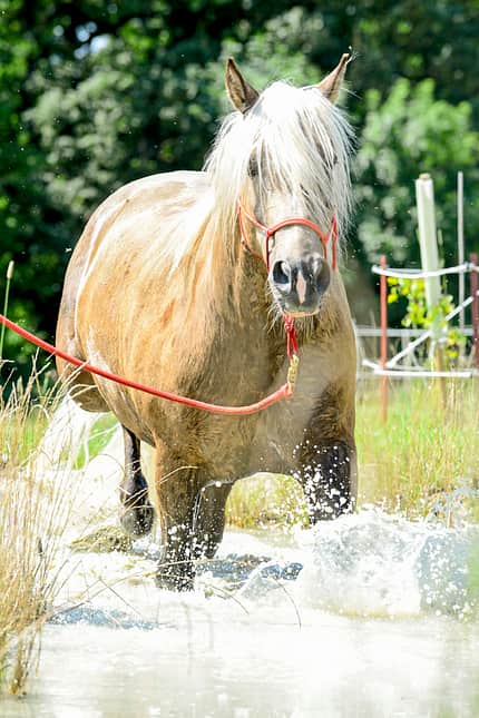 CAVALLO Extreme Trail Parks Extreme Trail Parks