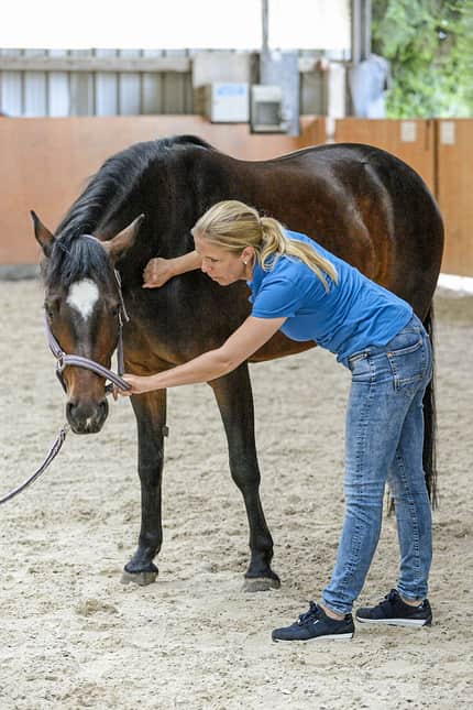 CAVALLO Tragkraft-Check Tragkraft-Check