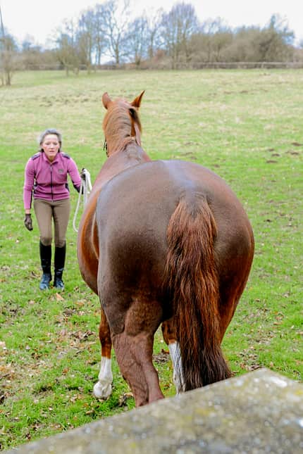 CAVALLO So trainieren Sie das Hinterteil Ihres Pferdes So trainieren Sie das Hinterteil Ihres Pferdes