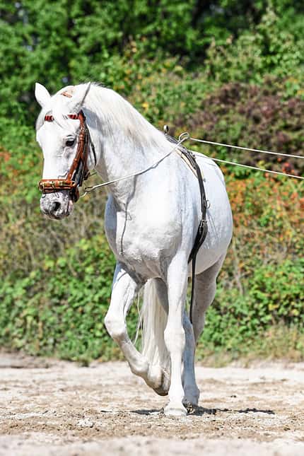 CAVALLO Fahren vom Boden Fahren vom Boden