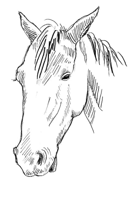 CAVALLO Sedation Sedation