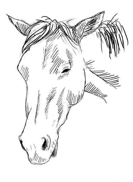 CAVALLO Sedation Sedation