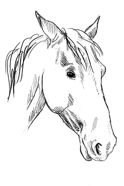 CAVALLO Sedation Sedation