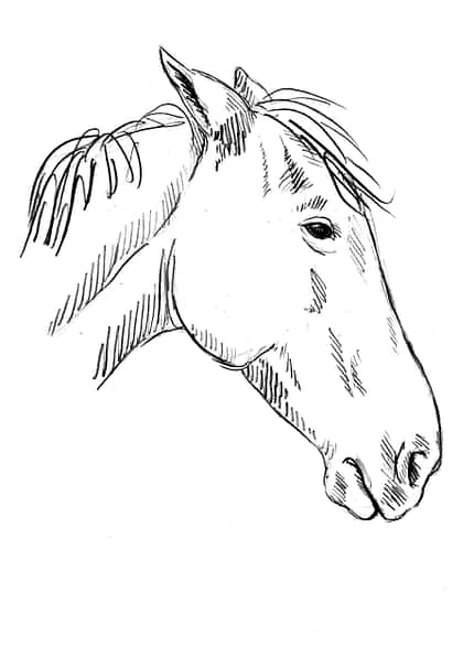 CAVALLO Sedation Sedation