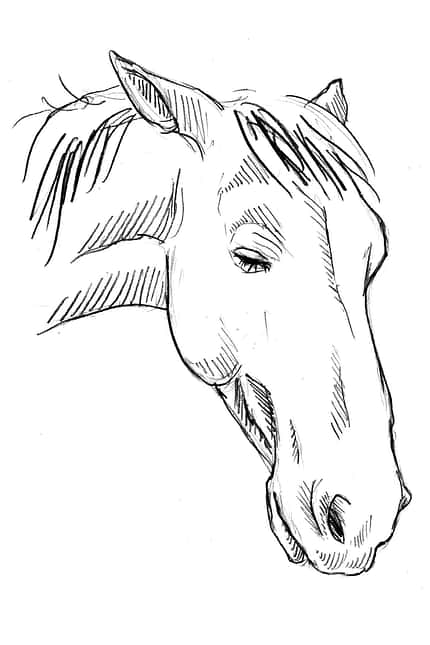 CAVALLO Sedation Sedation