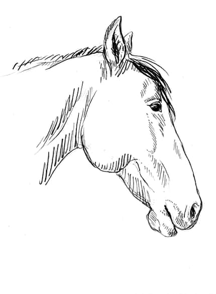 CAVALLO Sedation Sedation