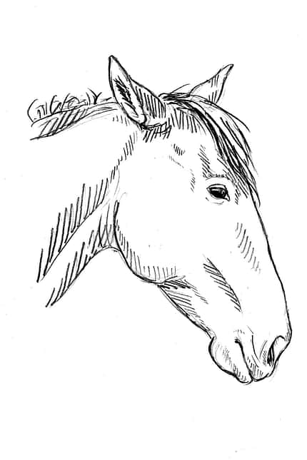 CAVALLO Sedation Sedation