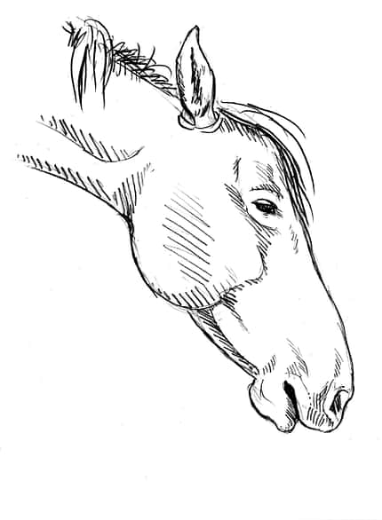 CAVALLO Sedation Sedation
