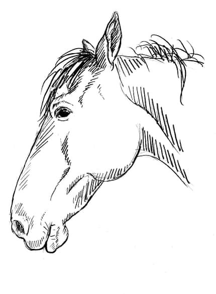 CAVALLO Sedation Sedation