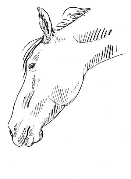 CAVALLO Sedation Sedation