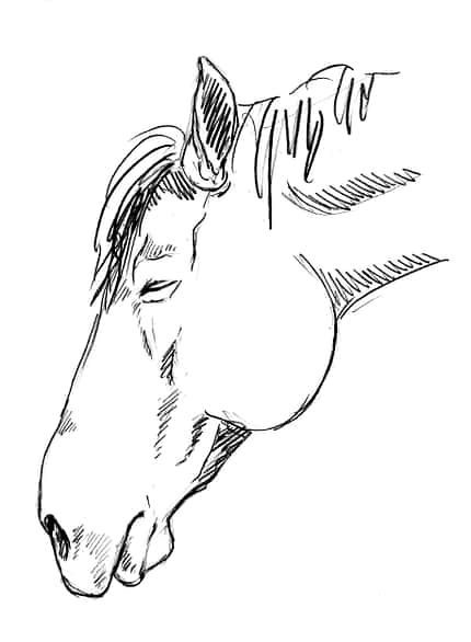 CAVALLO Sedation Sedation