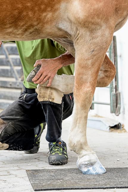CAVALLO Klebebeschläge Klebebeschläge