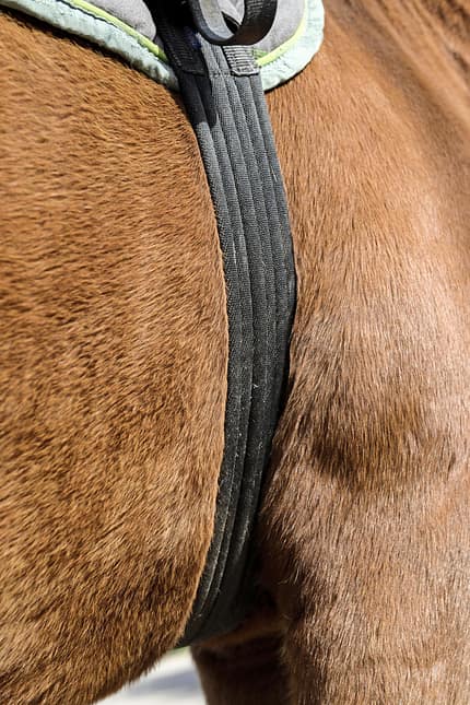CAVALLO Themenschwerpunkt Pferdebauch Themenschwerpunkt Pferdebauch