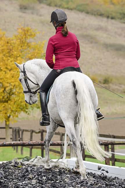 CAVALLO TSP Flexible Hilfengebung TSP Flexible Hilfengebung