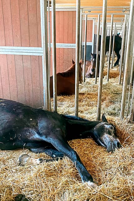 CAVALLO Clevere Stallbau-Konzepte Clevere Stallbau-Konzepte
