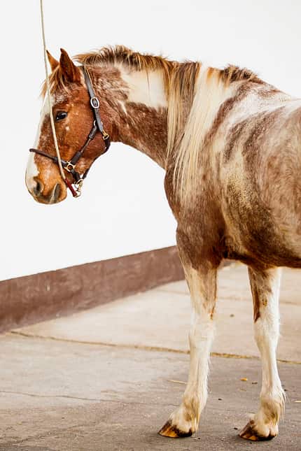 CAVALLO Anbinden ohne Stress Anbinden ohne Stress