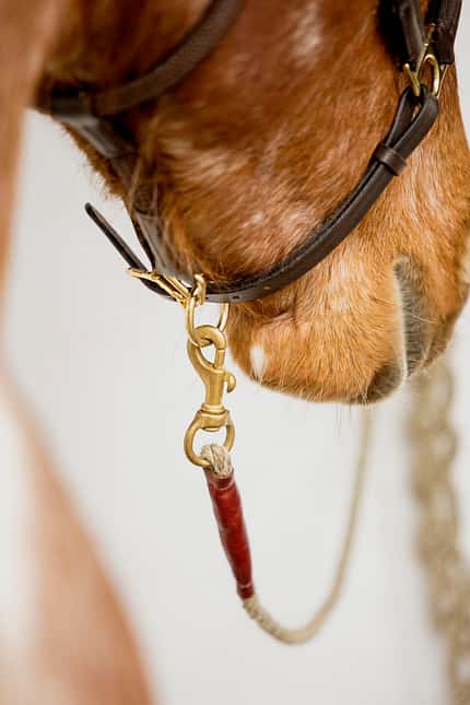 CAVALLO Anbinden ohne Stress Anbinden ohne Stress