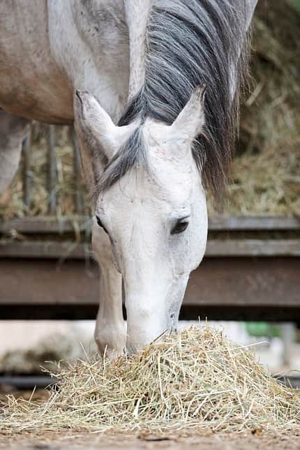 CAVALLO Amour Amour