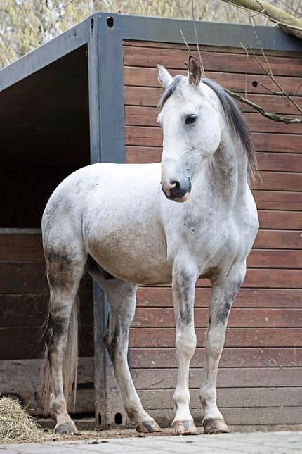 CAVALLO Amour Amour