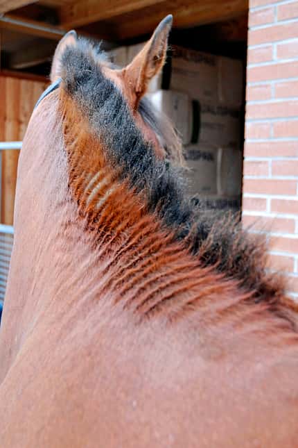 CAVALLO Kompendium Sommerekzem Kompendium Sommerekzem