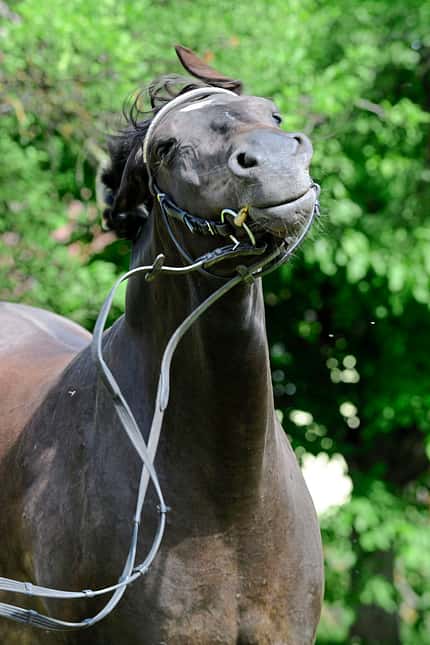 CAVALLO Kompendium Sommerekzem Kompendium Sommerekzem