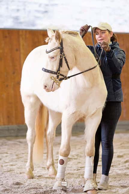 CAVALLO Tragkraft-Training Tragkraft-Training