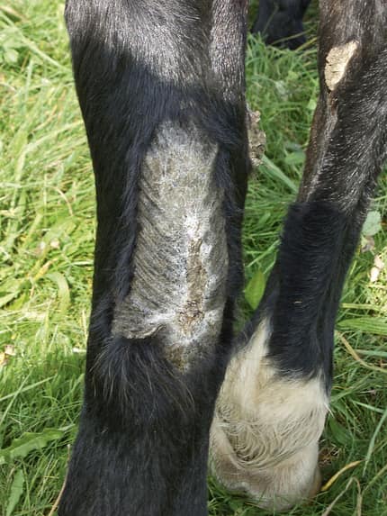 Wundbehandlung,Peter Denius,Verband