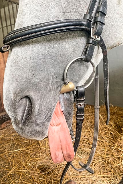 CAVALLO Alternativen zur Wassertrense Alternativen zur Wassertrense