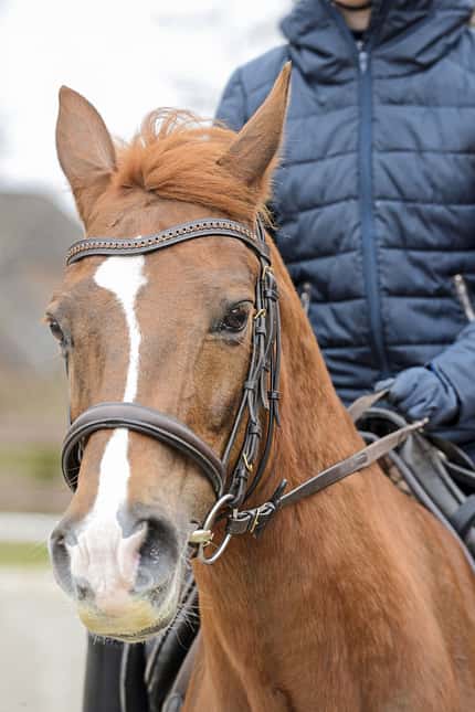 CAVALLO Top Thema Sattel Top Thema Sattel