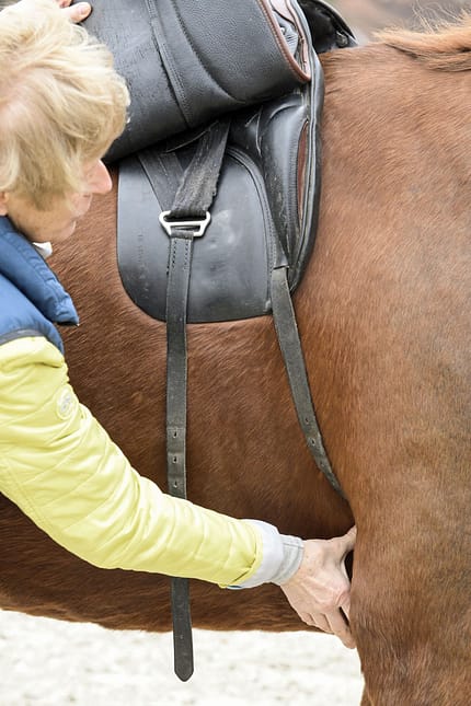 CAVALLO Top Thema Sattel Top Thema Sattel