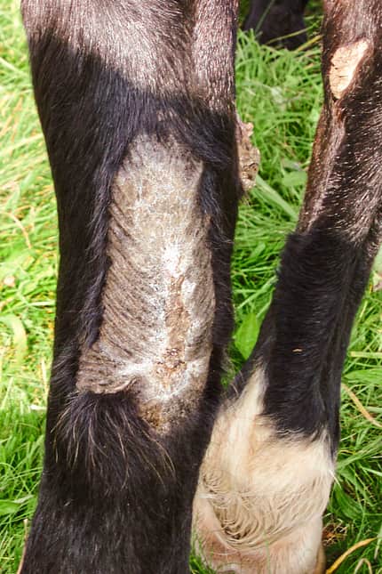 CAVALLO Moderne Wundbehandlung Moderne Wundbehandlung