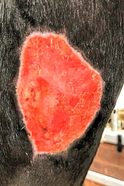 CAVALLO Moderne Wundbehandlung Moderne Wundbehandlung