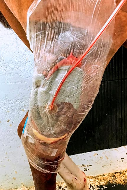 CAVALLO Moderne Wundbehandlung Moderne Wundbehandlung
