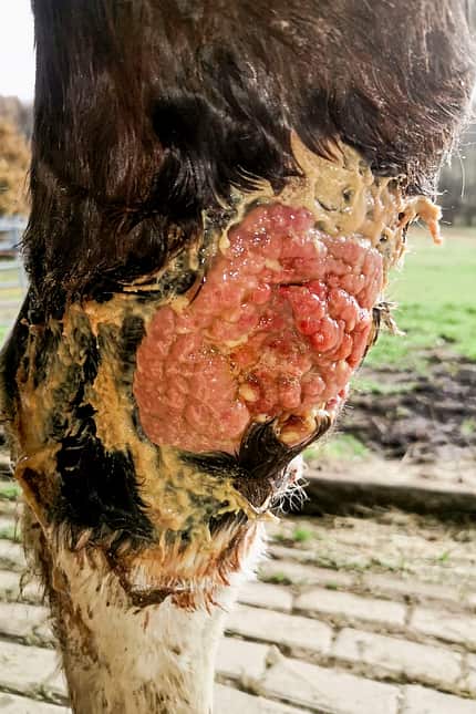 CAVALLO Moderne Wundbehandlung Moderne Wundbehandlung