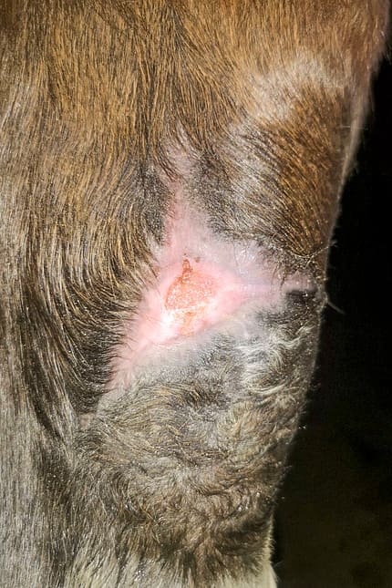 CAVALLO Moderne Wundbehandlung Moderne Wundbehandlung