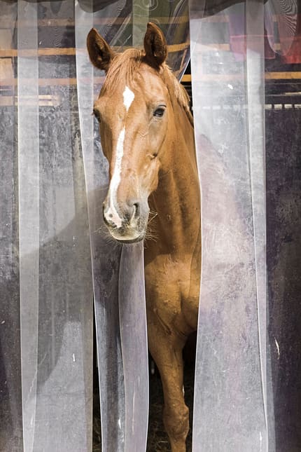 CAVALLO Medizin-Kompendium Weidehusten Medizin-Kompendium Weidehusten