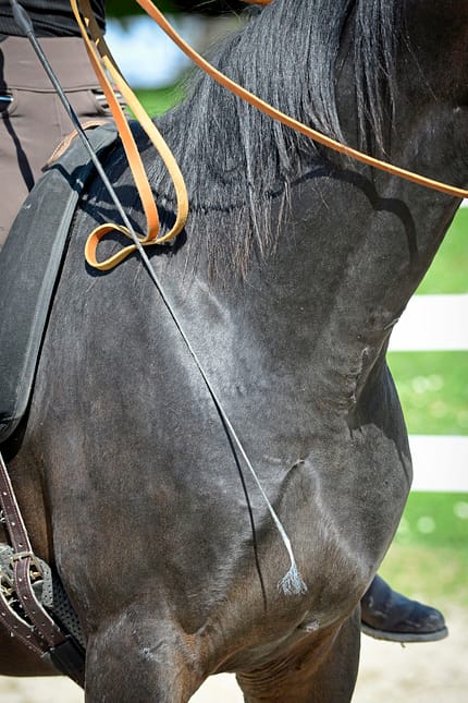 CAVALLO Notstopp reiten Notstopp reiten
